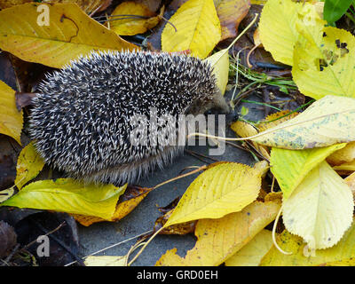 Riccio in foglie di autunno Foto Stock