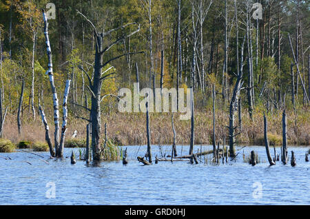 Rinaturazione In Schwenninger Moss, Villingen Schwenningen, la rinaturazione di Moro, Baden Wuerttemberg, Germania, Europa Foto Stock