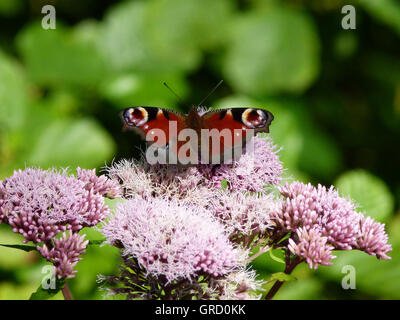 Farfalla pavone sulla canapa agrimonia Foto Stock