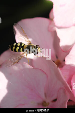 Hoverfly su bocciolo di rosa Foto Stock