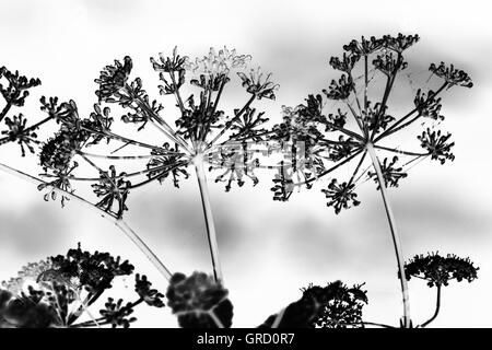 Appassiti Aegopodium Podagraria in bianco e nero Foto Stock