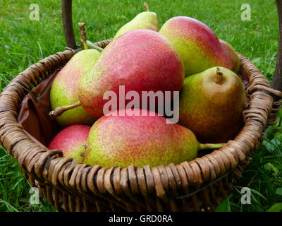 Alcune pere in un cestello, appena raccolto Foto Stock