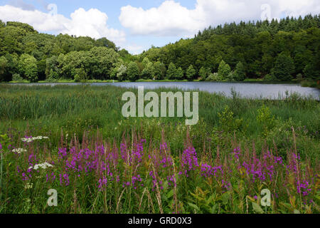 Holzmaar in Eifel, Vulcanico Eifel, Renania-Palatinato, Germania, Europa Foto Stock