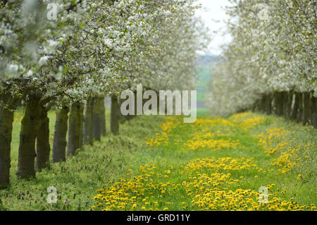 Fioritura dei ciliegi, Morello alberi, fiori di ciliegio Foto Stock