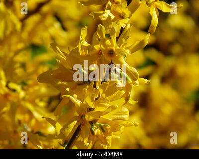 Fioritura di forsitia Foto Stock