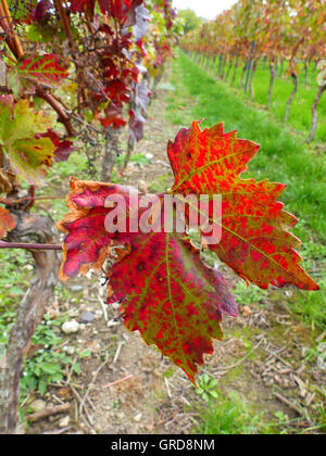 Autunno in vigna, Rhinehesse Foto Stock