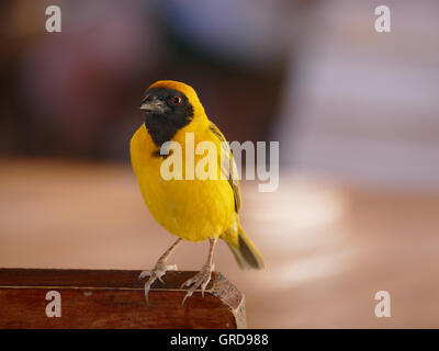 Weaver Bird, tessitori di villaggio maschi, Ploceus Cucullatus Foto Stock