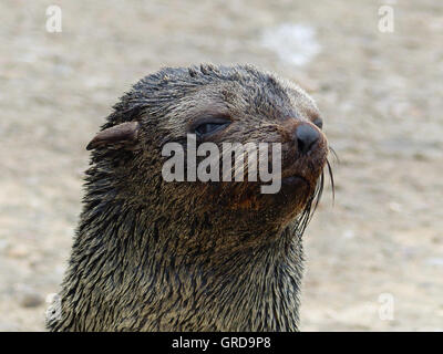 Giovani guarnizione comune, Ritratto, Phoca vitulina Foto Stock