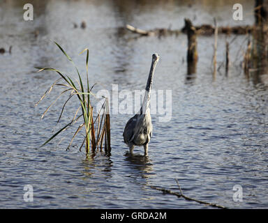 Airone cenerino, Schwenninger Moss, Villingen Schwenningen, Germania Foto Stock