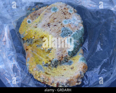 Vari tipi di muffa sul pane Foto Stock