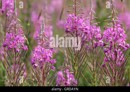 Blooming Rosebay Willow-Herb, Epilobium Angustifolium Foto Stock