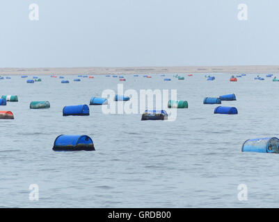 Oyster cesti in Atlantico Foto Stock