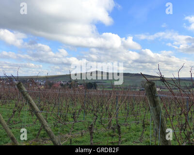 Zona vitivinicola Rhinesse con vista di Petersberg Foto Stock