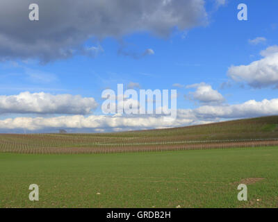 Zona vitivinicola Rheinhessen, Alzey County Foto Stock