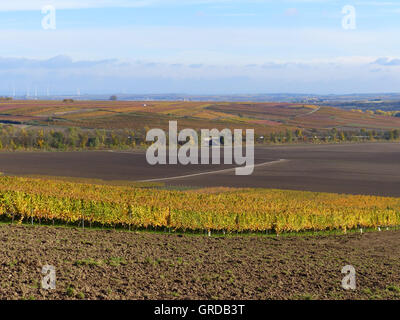 Zona viticola Alzeyer Terra, qui vicino Spiesheim, Rhinehesse, Germania Foto Stock