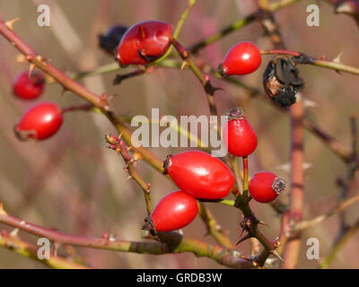 Cinorrodi sulla Wild Rose Bush Foto Stock