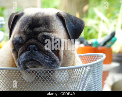 Il beige Pug seduto in un cestino bici in attesa per la partenza Foto Stock