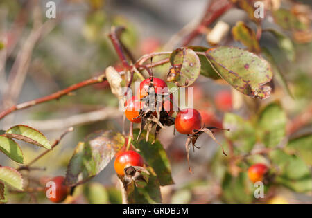 Red cinorrodi sulla Wild Rose Bush Foto Stock