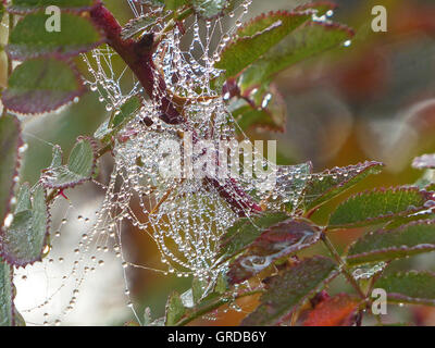 Ragnatela con miliardi di perle di acqua appesa in una rosa Foto Stock