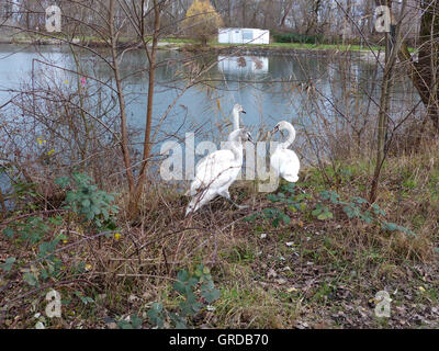 Tre giovani cigni sul modo in acqua Foto Stock