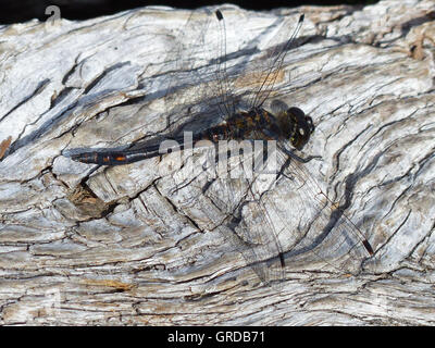 Libellula, maturato femmina del piccolo White-Faced Darter, Leucorrhinia Dubia Foto Stock