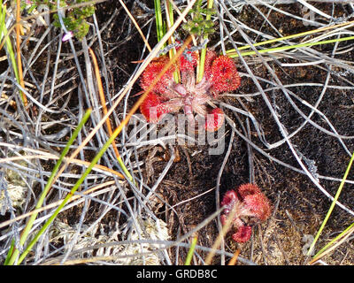 Sundew comune, pianta carnivora, Drosera rotundifolia, Nero Moor In Rhoen Foto Stock