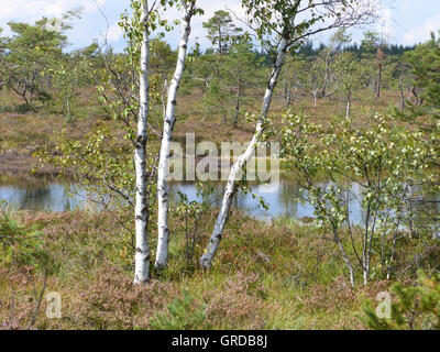 Occhio di Moro, Nero Moor In Rhoen Foto Stock