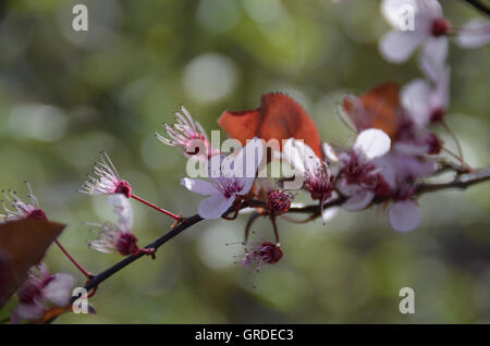 Ramo di fiori di susina ornamentali Foto Stock