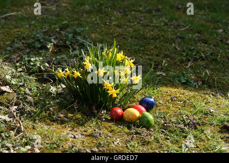 Gruppo di narcisi e colorato alcune uova di Pasqua nel giardino, simbolo per la Pasqua Foto Stock