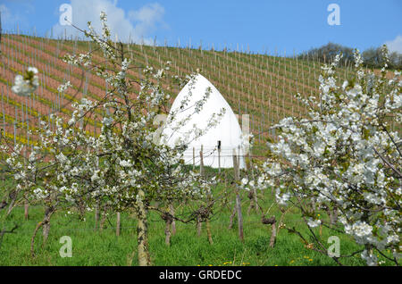 Paesaggio con Trullo, vicino Uffhofen, in viticoltura Rhinehesse distretto, Renania-Palatinato, Germania, Europa Foto Stock