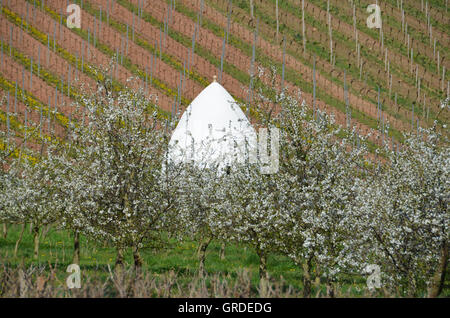 Paesaggio con Trullo, vicino Uffhofen, in viticoltura Rhinehesse distretto, Renania-Palatinato, Germania, Europa Foto Stock