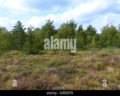 Brughiera di betulle e abeti rossi e pini Rhoen,Black Moor, Baviera, Germania, Europa Foto Stock