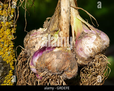 Aglio appena raccolto è sospesa fino ad essiccazione Foto Stock