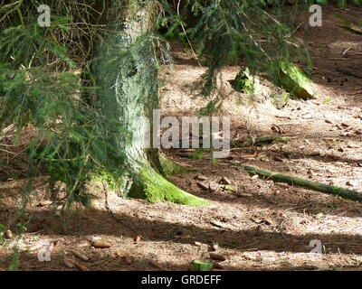 Abete rosso nella foresta, vista parziale del tronco, rami, Forest Floor Foto Stock