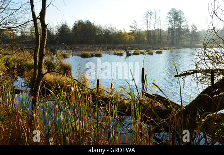 Rinaturazione In Schwenninger Moss, la rinaturazione di Moro, Baden-Wuerttemberg, Germania, Europa Foto Stock