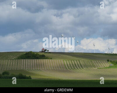 La viticoltura Rhinehesse distretto, Alzey County, Renania-Palatinato, Germania Foto Stock