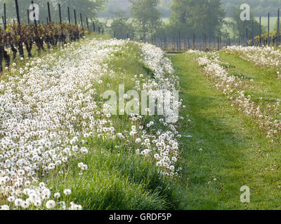 Il tarassaco in un vigneto, viticoltura biologica in Rhinehesse, Germania, Europa Foto Stock