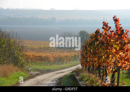 Autunno nei vigneti di Rhinehesse, Spiesheim, Renania-Palatinato, Germania, Europa Foto Stock