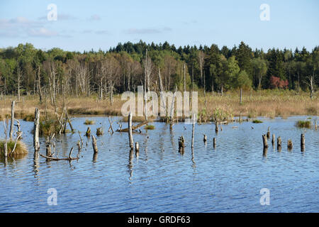 Rinaturazione In Schwenningen Moss, Villingen-Schwenningen, Germania, Europa Foto Stock