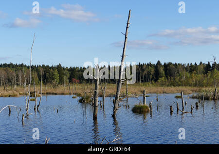 Rinaturazione In Schwenningen Moss, Villingen-Schwenningen, Germania, Europa Foto Stock