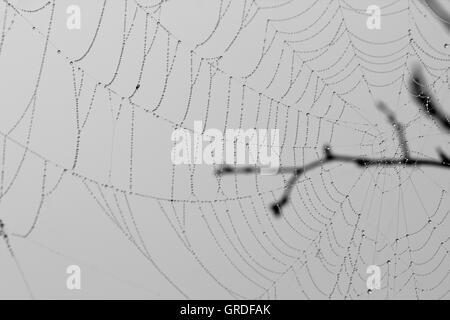 Ragnatela con gocce di rugiada su ramoscelli, in bianco e nero Foto Stock