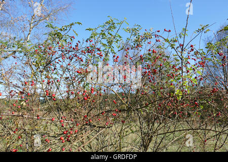 Cinorroidi su Wild Rose Bush Foto Stock