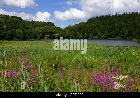 Holzmaar in Eifel, Vulcanico Eifel, Renania-Palatinato, Germania, Europa Foto Stock