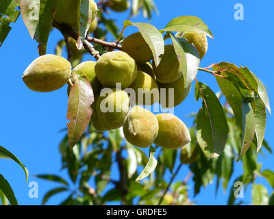 Mandorlo con mandorle mature ancora in Peel Foto Stock