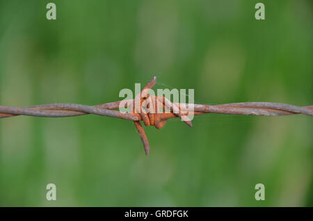 Filo spinato davanti a uno sfondo verde Foto Stock