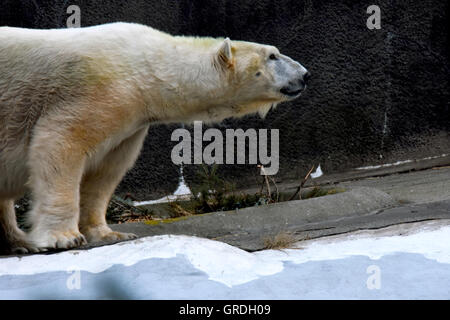 Orso polare nel Bronx Zoo Foto Stock