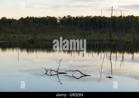 Schwenninger Moss In serata, origine del fiume Neckar Foto Stock