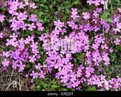 Cuscino Rosa Moss Campion, Silene acaulis, pianta alpina Foto Stock