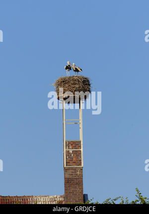 Due cicogne in un nido di cicogna, Fontanefredde, Itzgrund Foto Stock