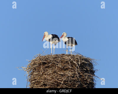 Due cicogne in un nido di cicogna Foto Stock